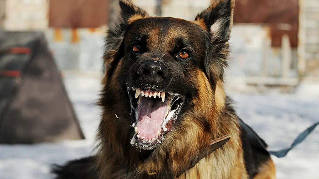 Anjing Liar Gigit 9 Warga di Pekanbaru, Terbukti Positif Rabies