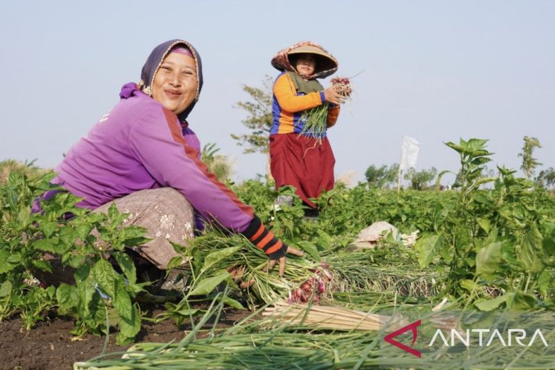 Masa Depan Pangan Bergantung pada Peran Petani Keluarga