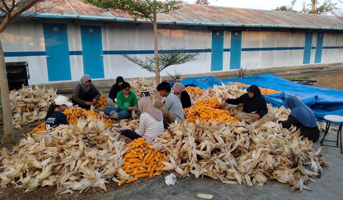 PLN Ubah Limbah Jagung Jadi Listrik, Petani Tuban Untung Baru